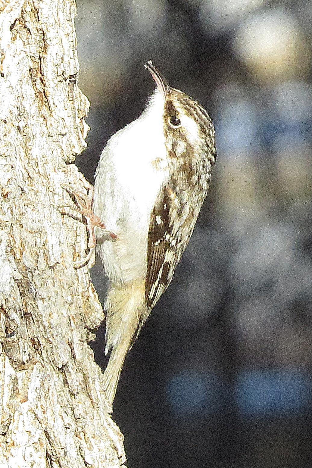 Brown Creeper Photo by Enid Bachman