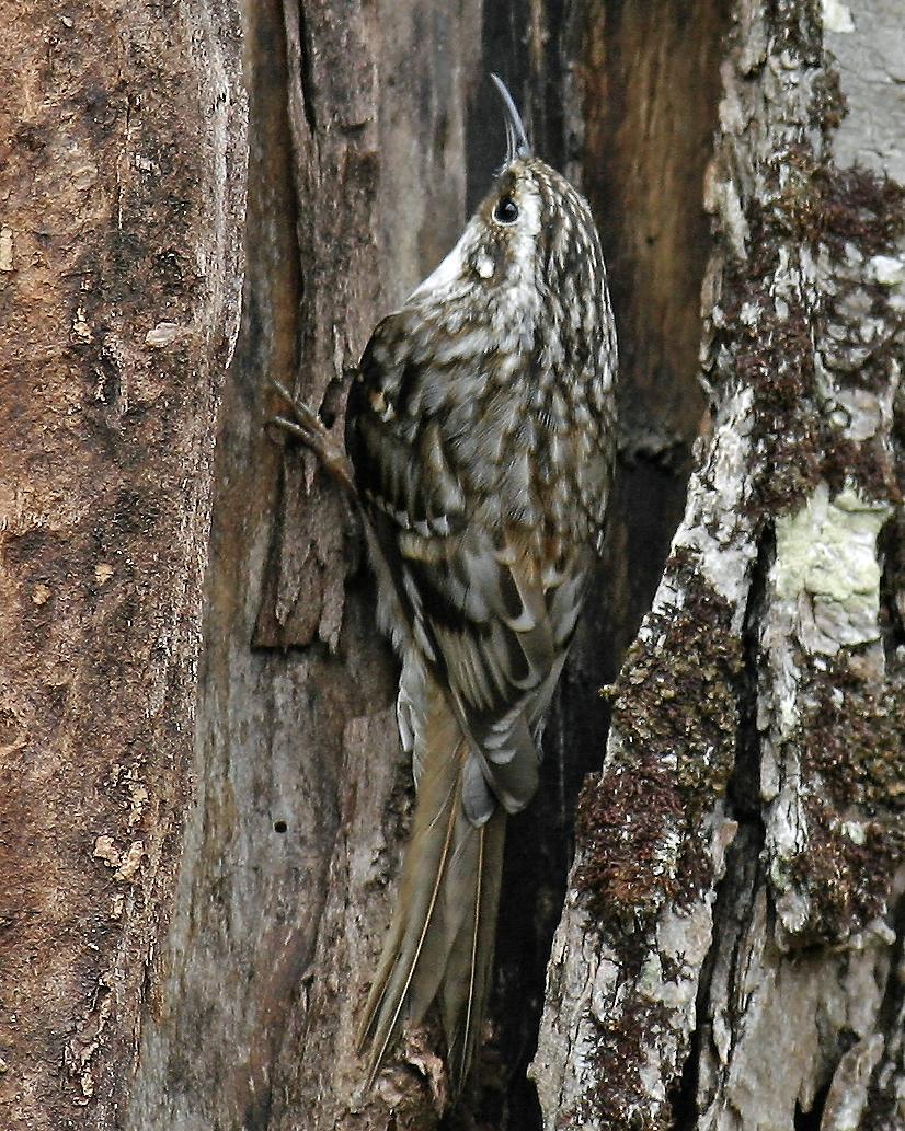 Brown Creeper Photo by Jeremy Kleinberg