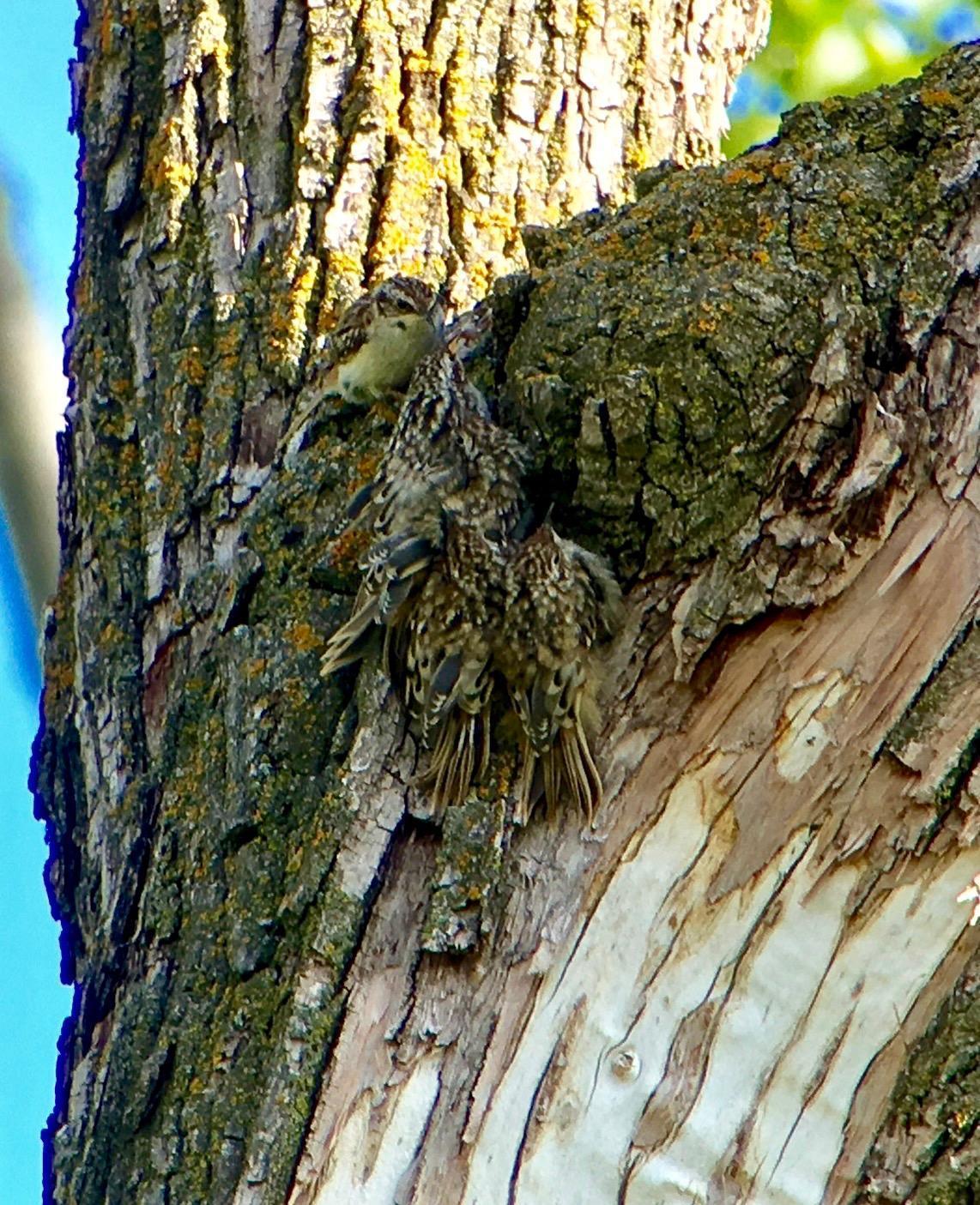 Brown Creeper Photo by Don Glasco
