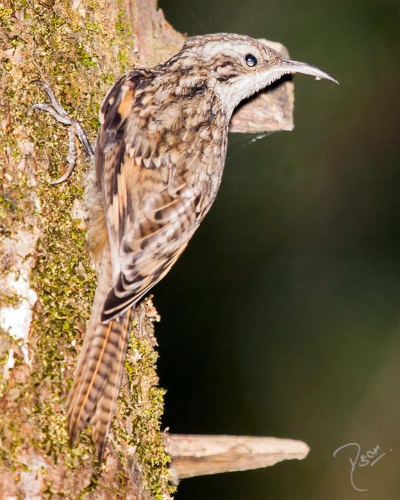 Bar-tailed Treecreeper Photo by Rahul Kaushik
