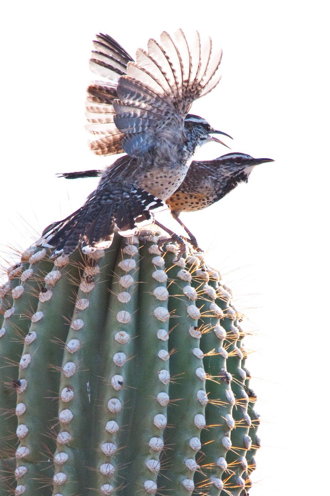 Cactus Wren Photo by Pete Myers