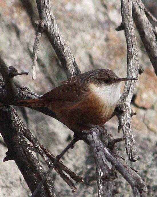 Canyon Wren Photo by Andrew Core