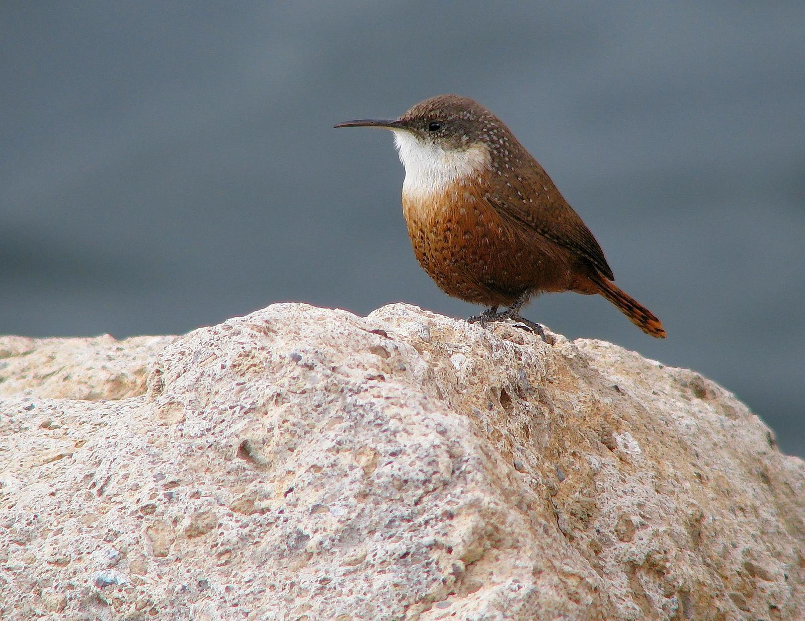 Canyon Wren Photo by Michael Moore