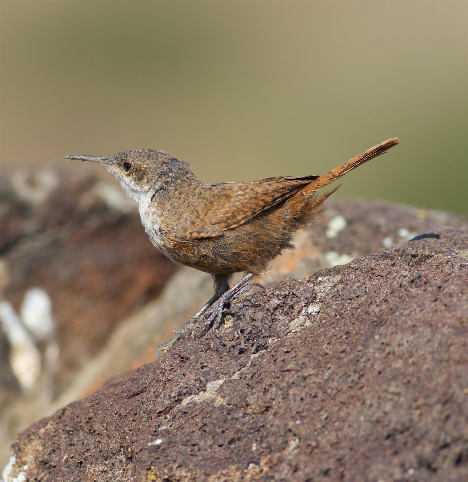 Canyon Wren Photo by Kathryn Keith