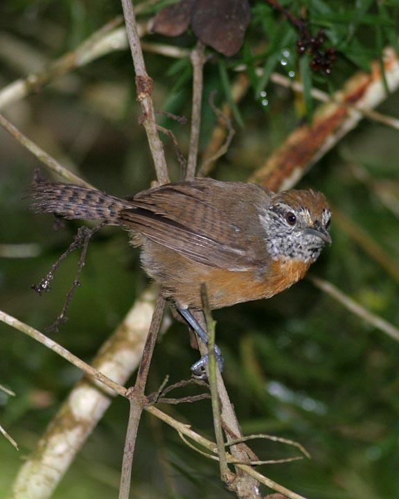 Rufous-breasted Wren Photo by Peter Boesman