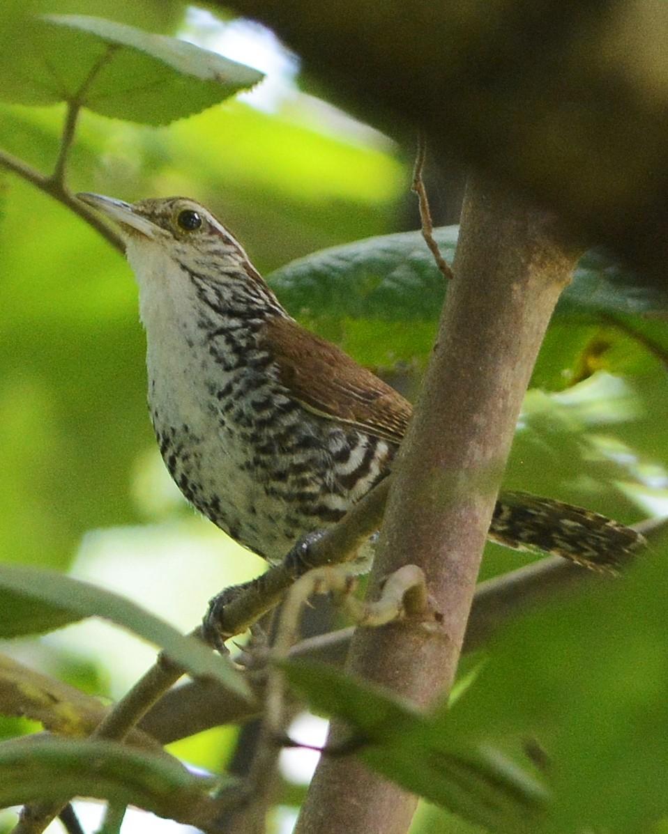 Banded Wren Photo by David Hollie