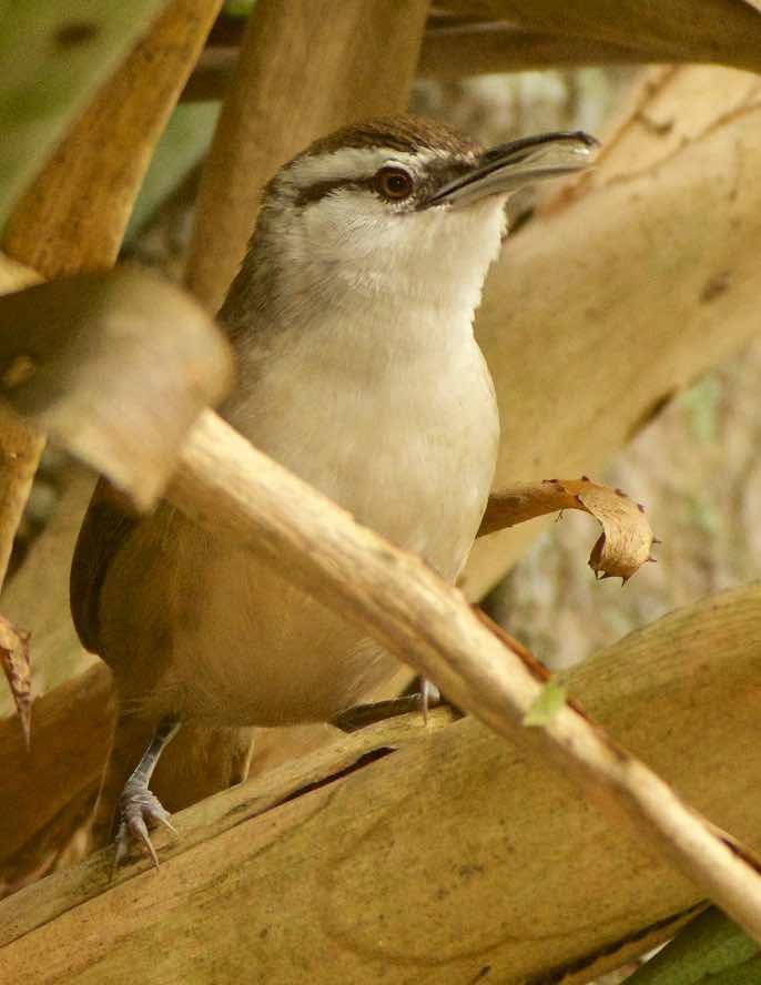 Superciliated Wren Photo by Andrew Pittman