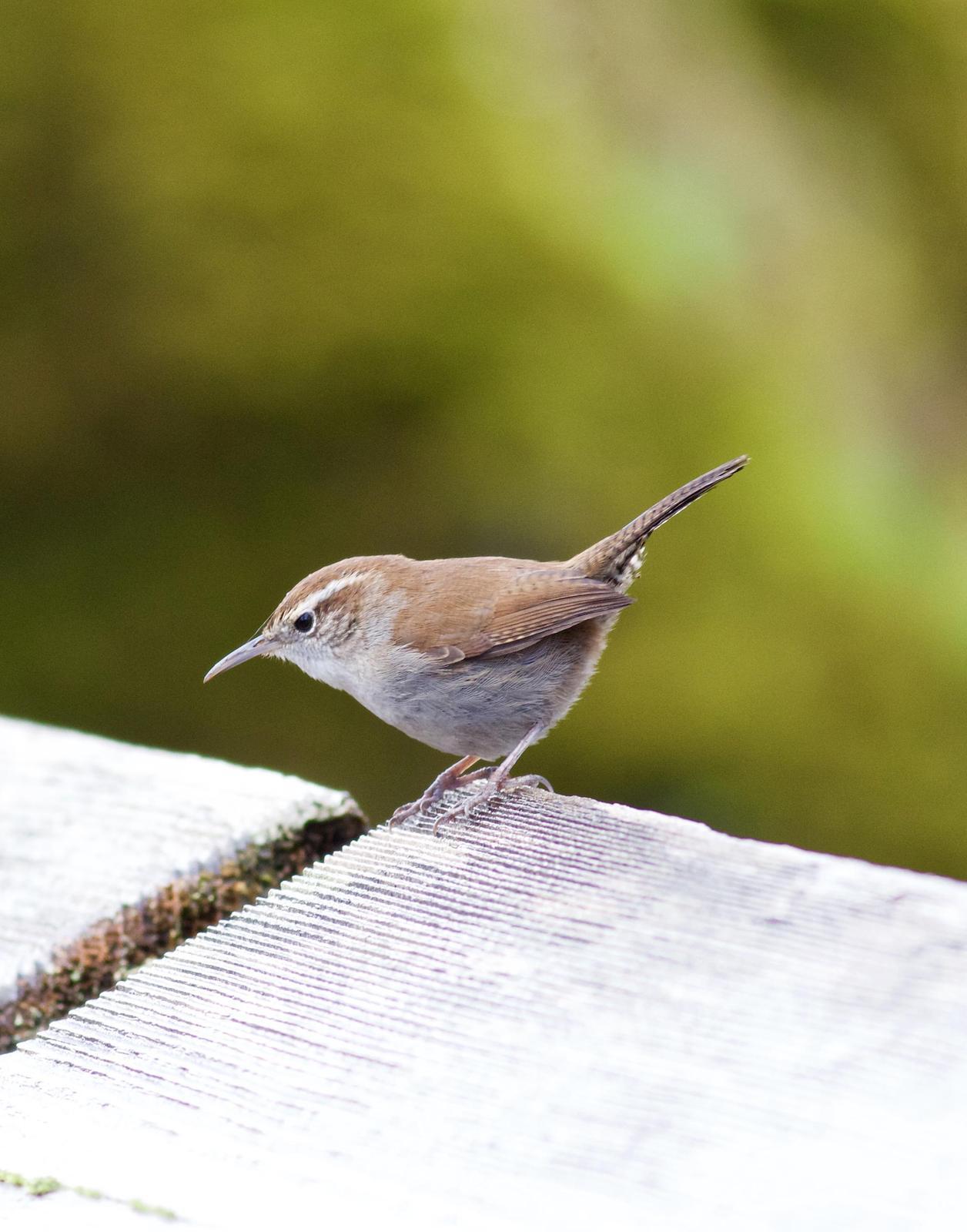 Bewick's Wren Photo by Kathryn Keith