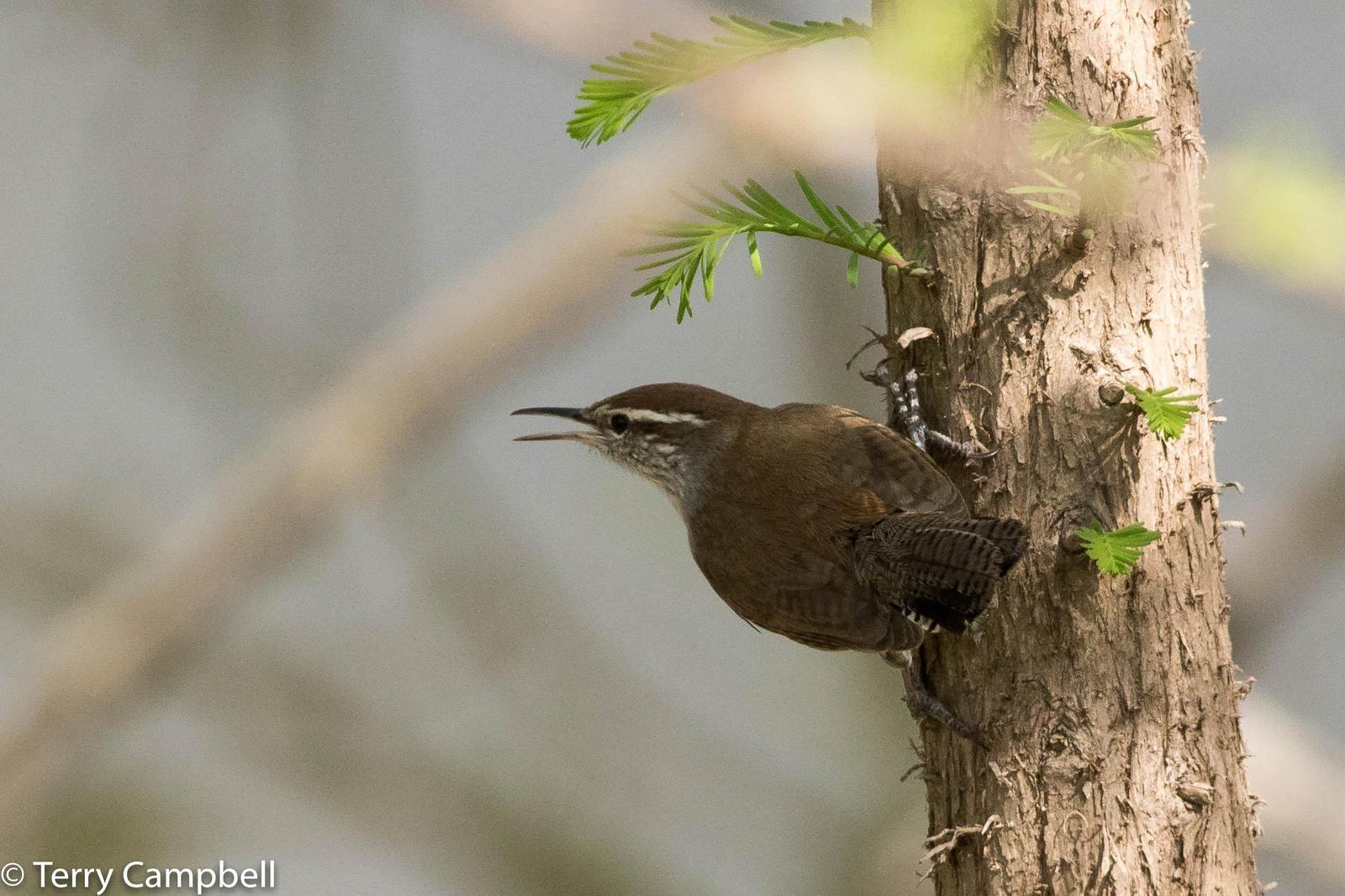 Bewick's Wren Photo by Terry Campbell