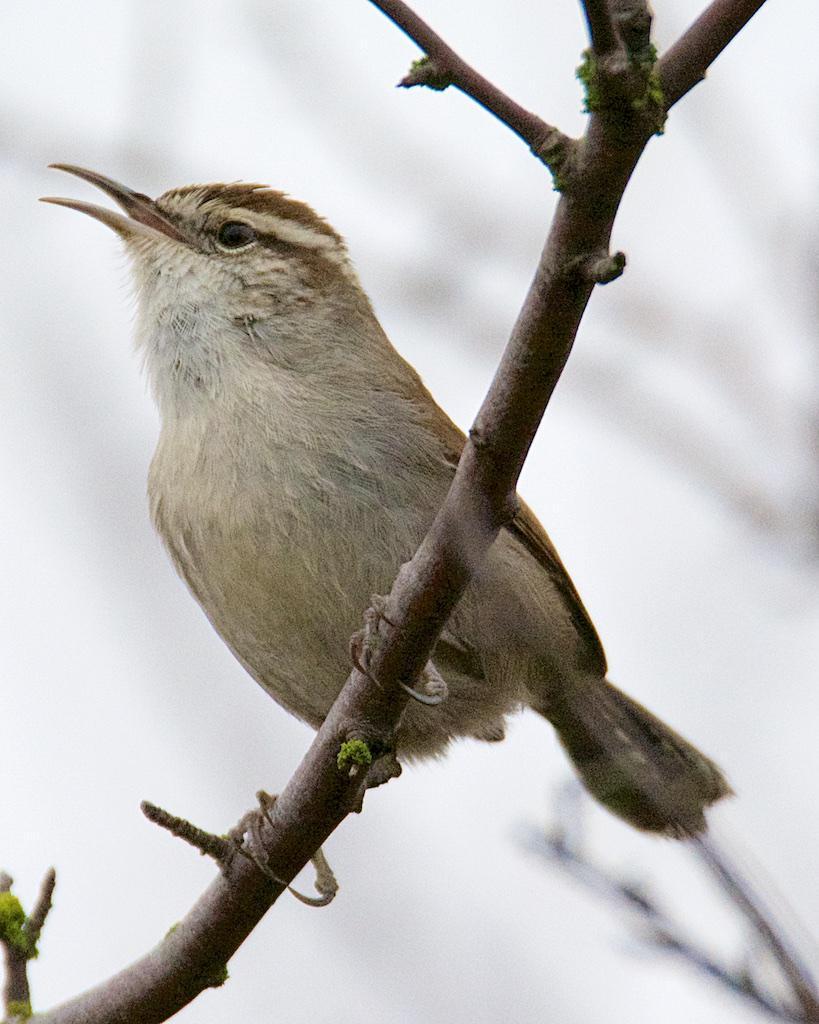Bewick's Wren (spilurus Group) Photo by Brian Avent