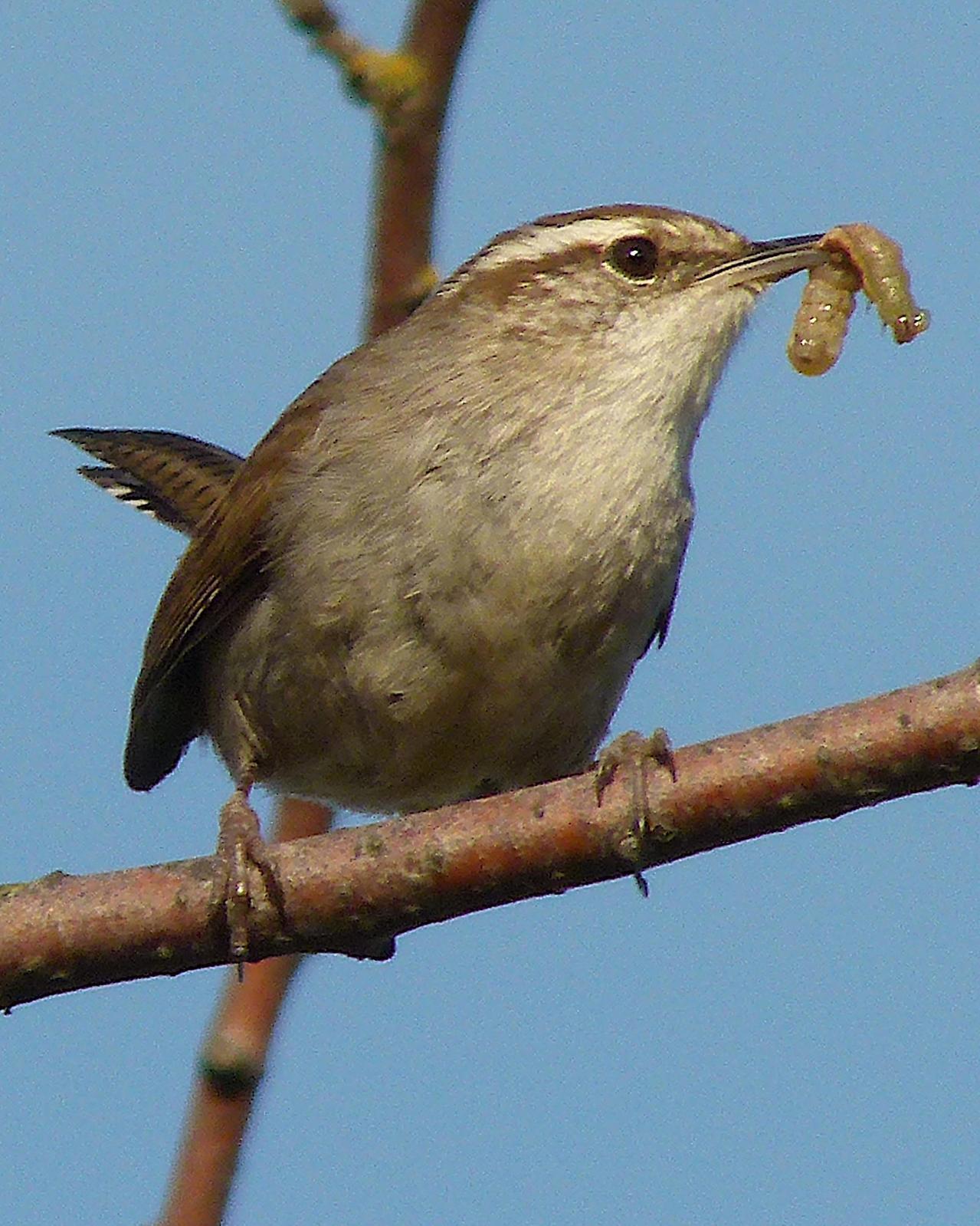 Bewick's Wren (spilurus Group) Photo by Brian Avent