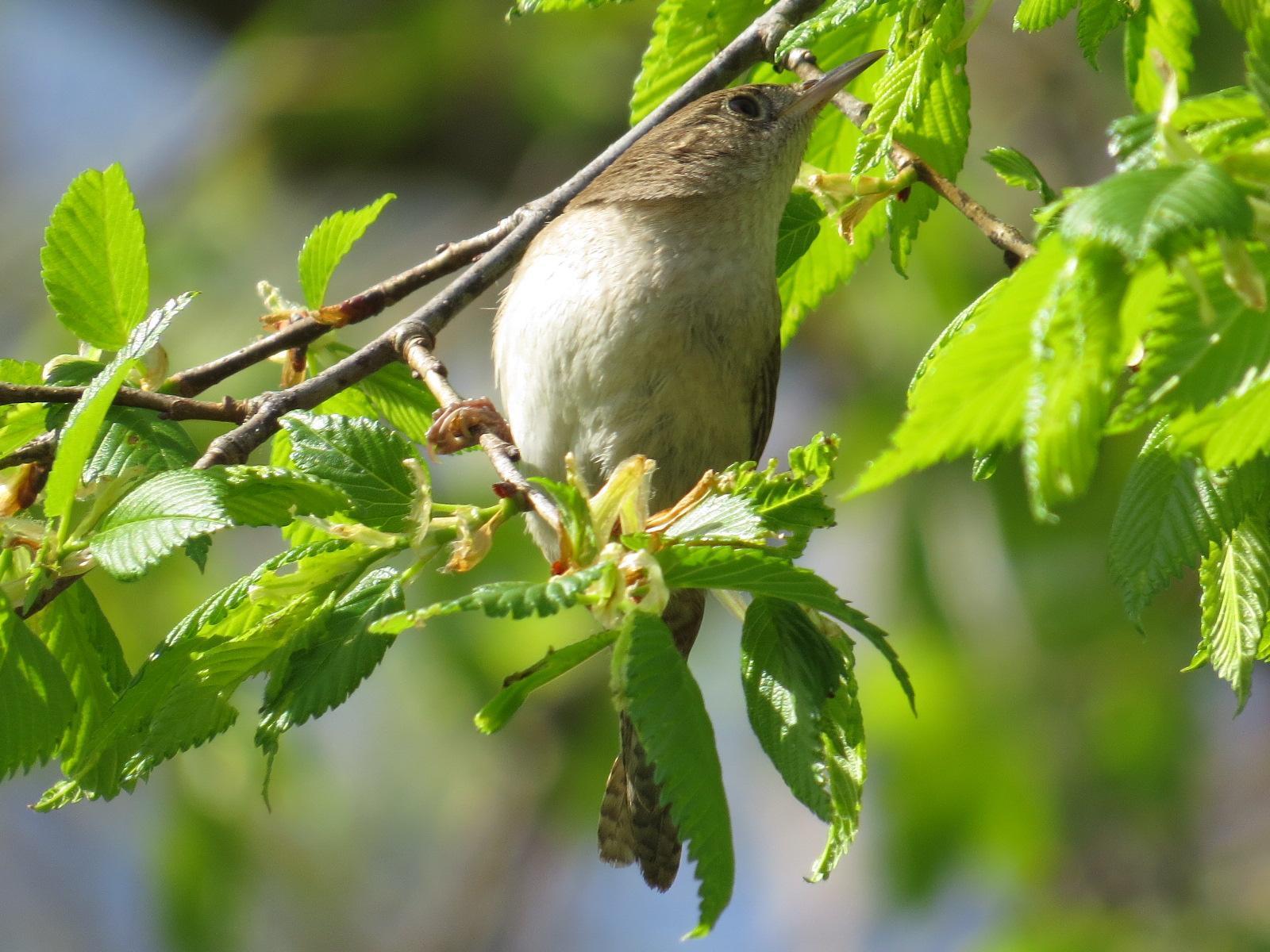 House Wren Photo by Kathy Wooding