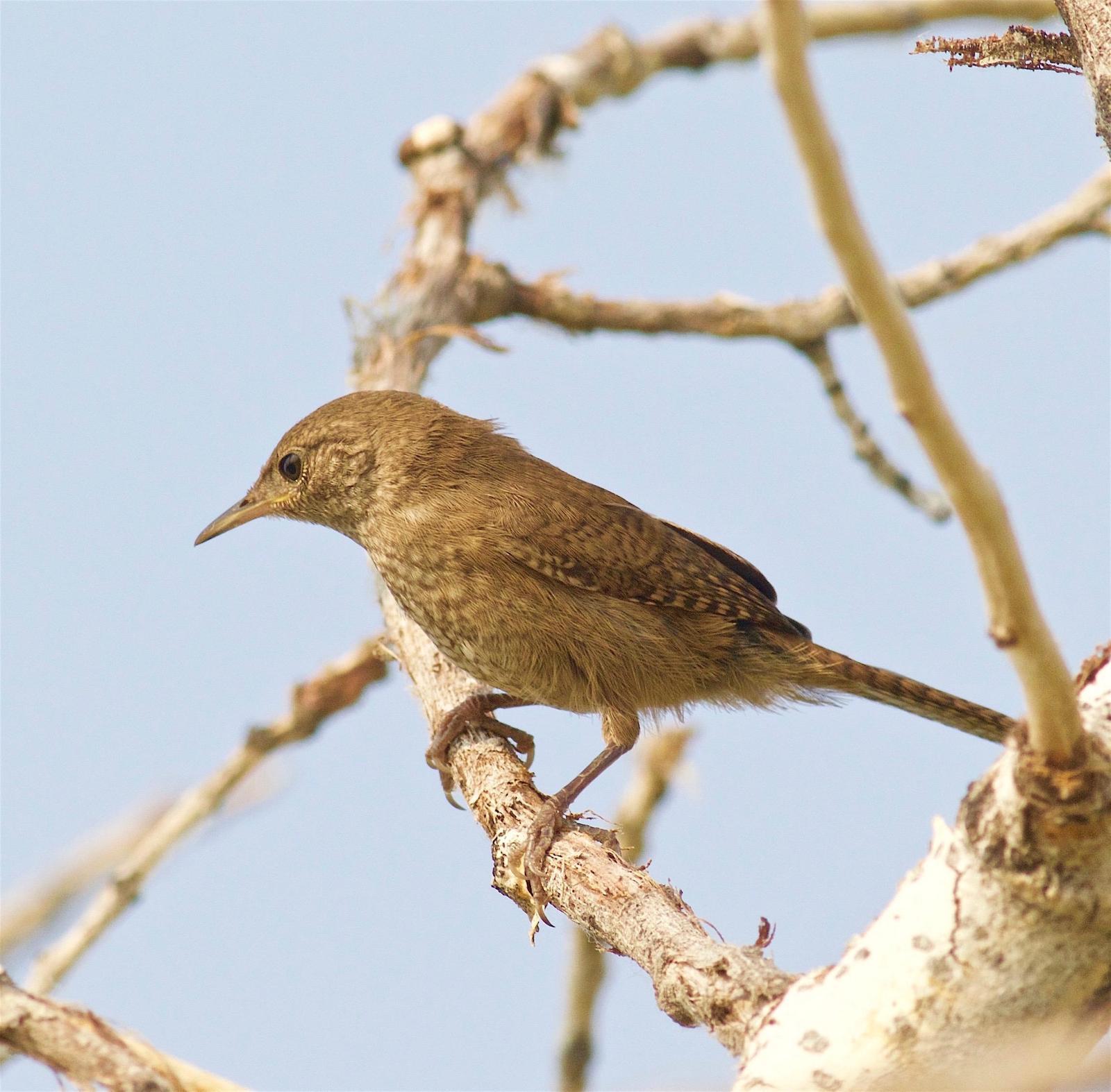 House Wren Photo by Kathryn Keith