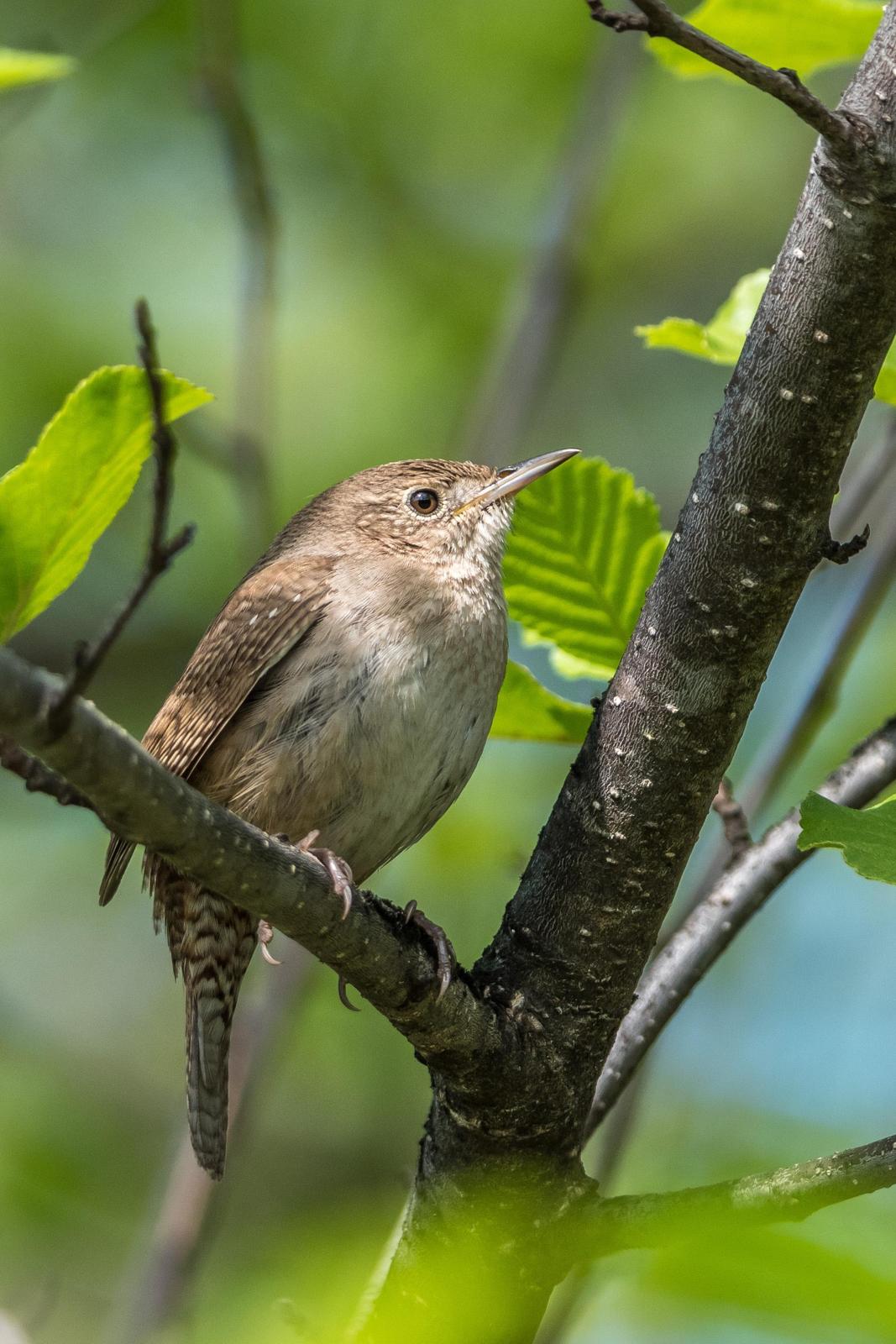 House Wren Photo by Layton  Rikkers