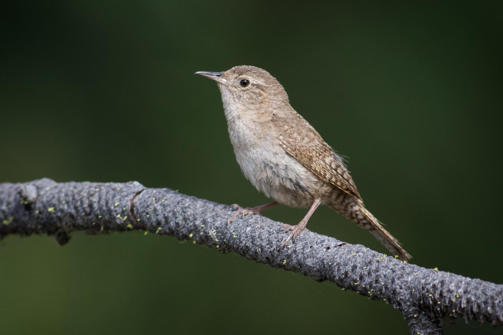 House Wren Photo by Jesse Hodges