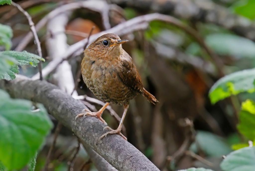 Pacific Wren Photo by Emily Willoughby