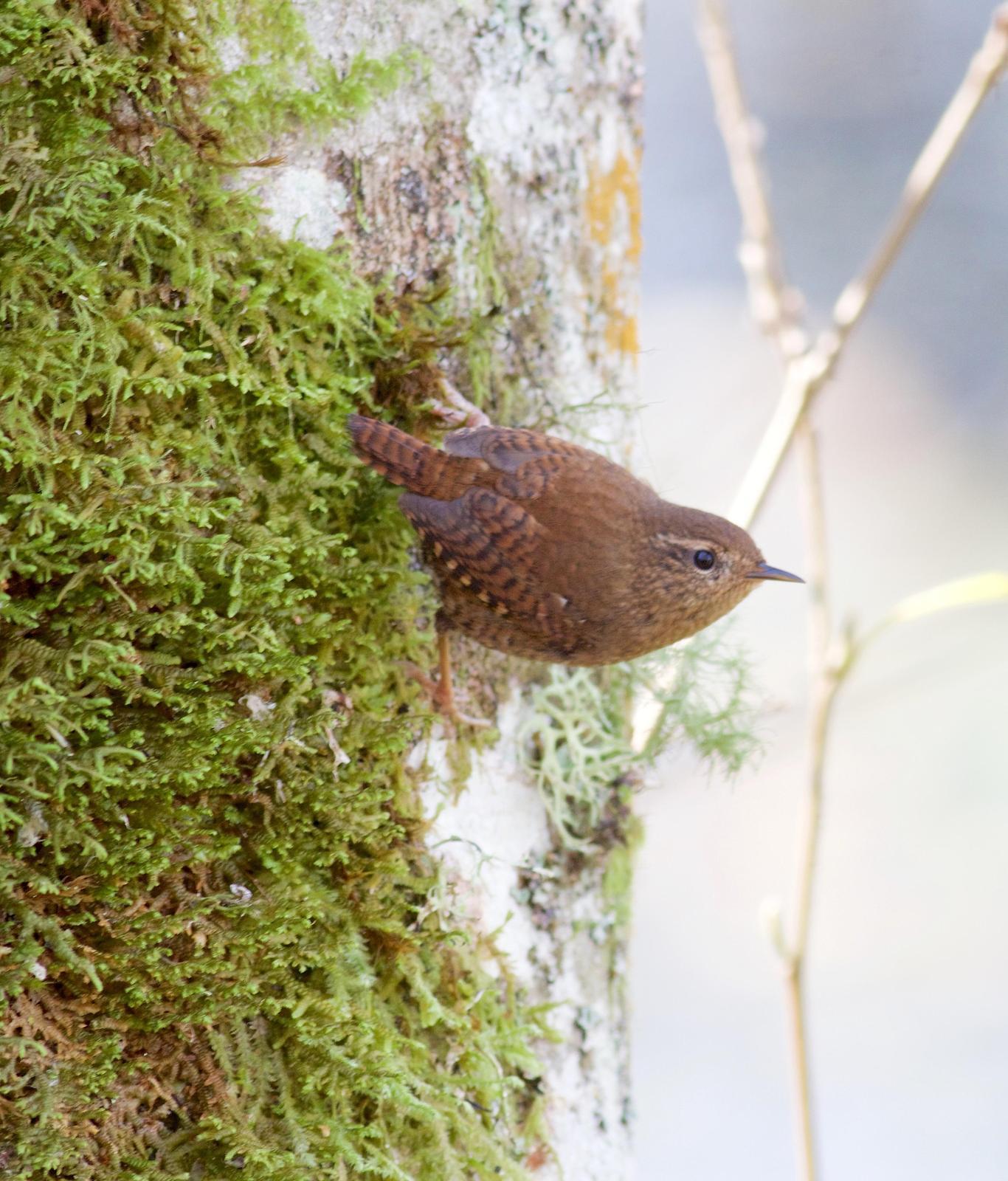 Pacific Wren Photo by Kathryn Keith