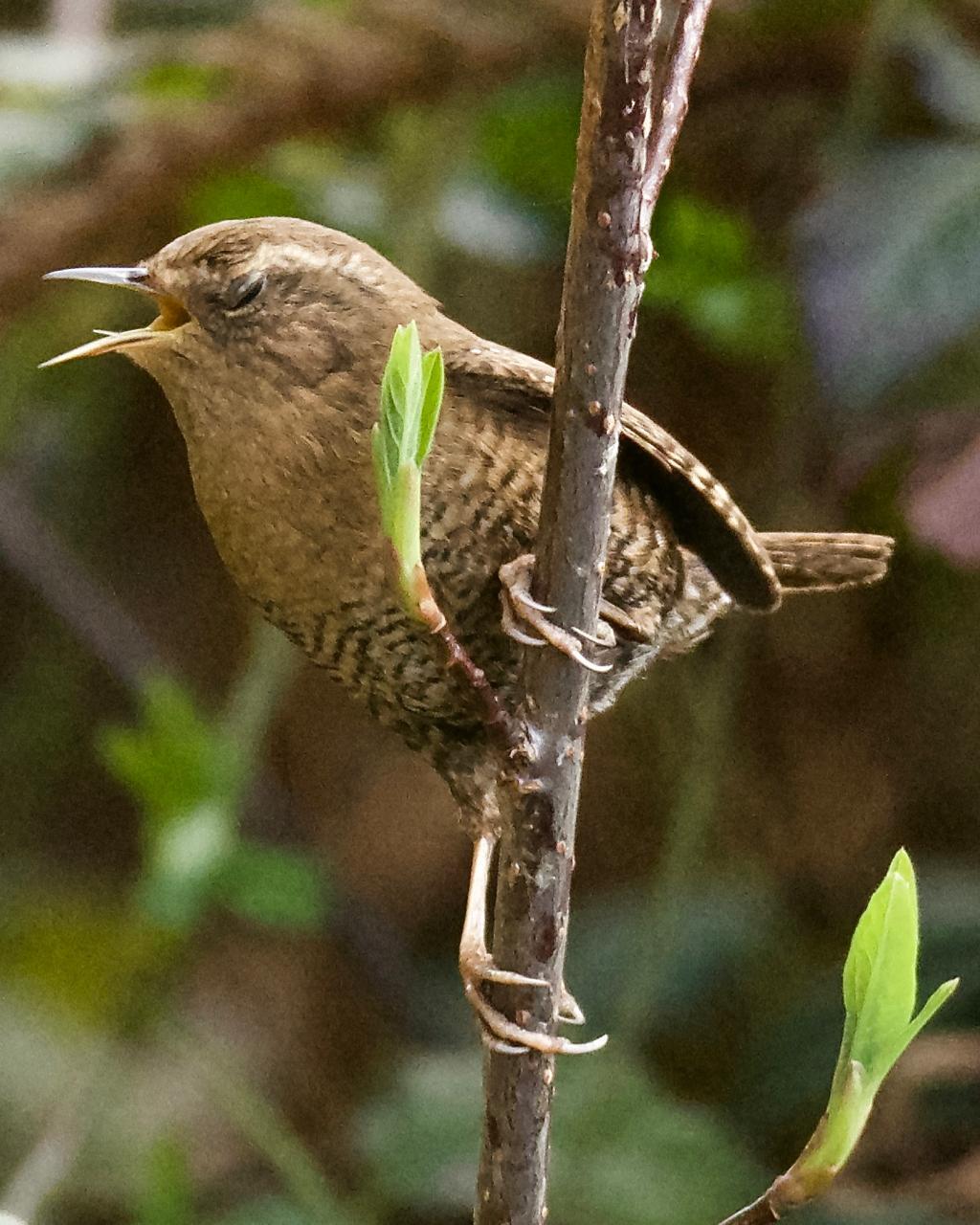 Pacific Wren Photo by Brian Avent