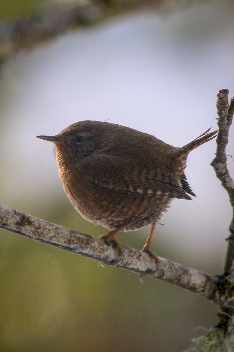 Pacific Wren Photo by Skip Russell
