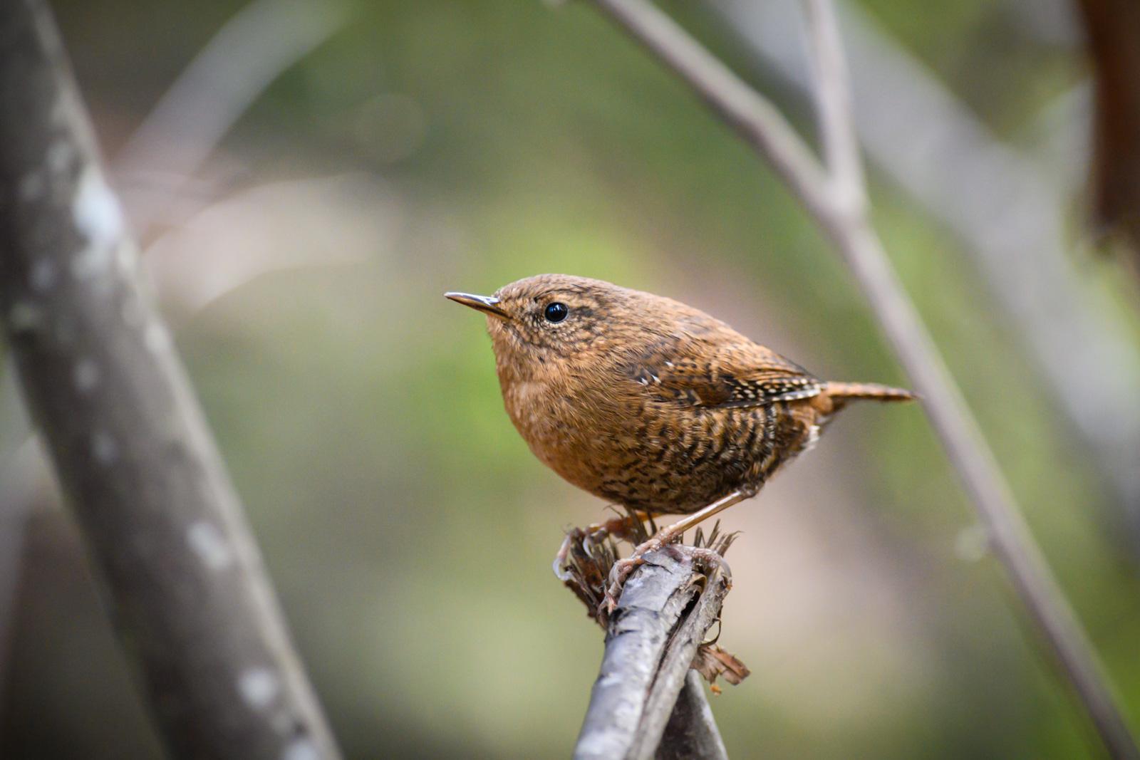Pacific Wren Photo by Jesse Hodges