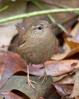 Pacific Wren Photo by Christopher Taylor
