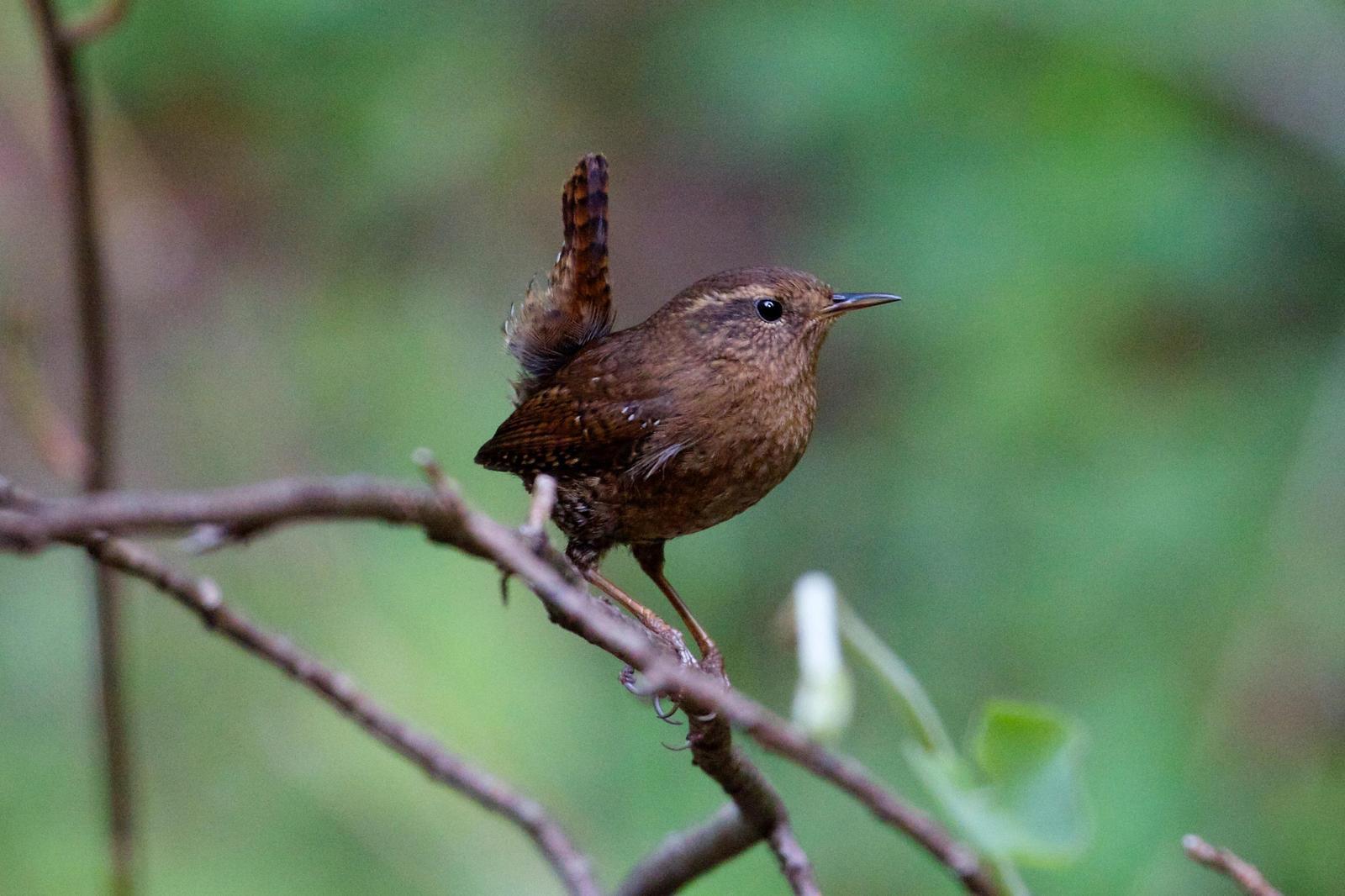 Pacific Wren (pacificus Group) Photo by Rob O'Donnell