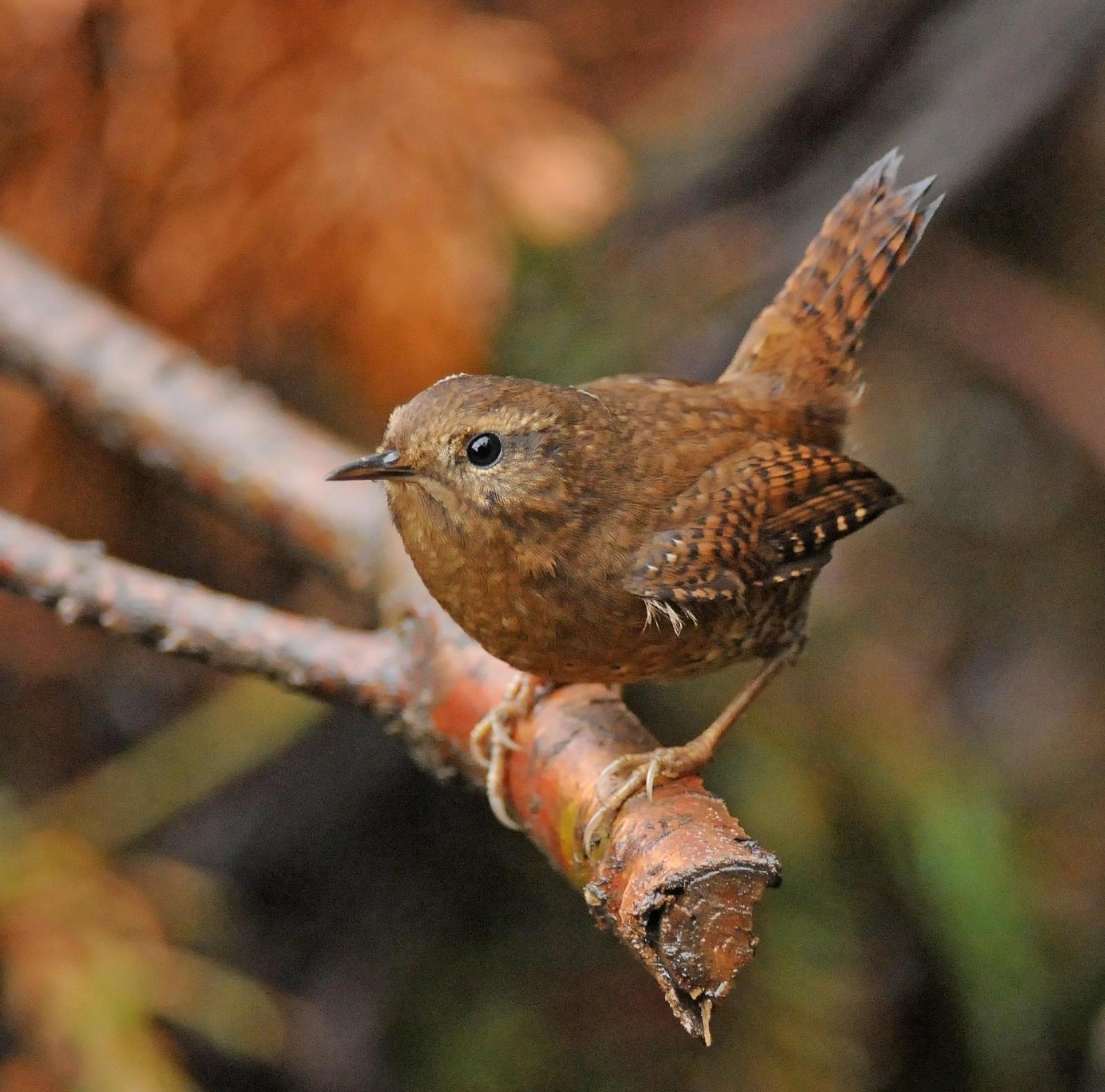 Pacific Wren (pacificus Group) Photo by Steven Mlodinow