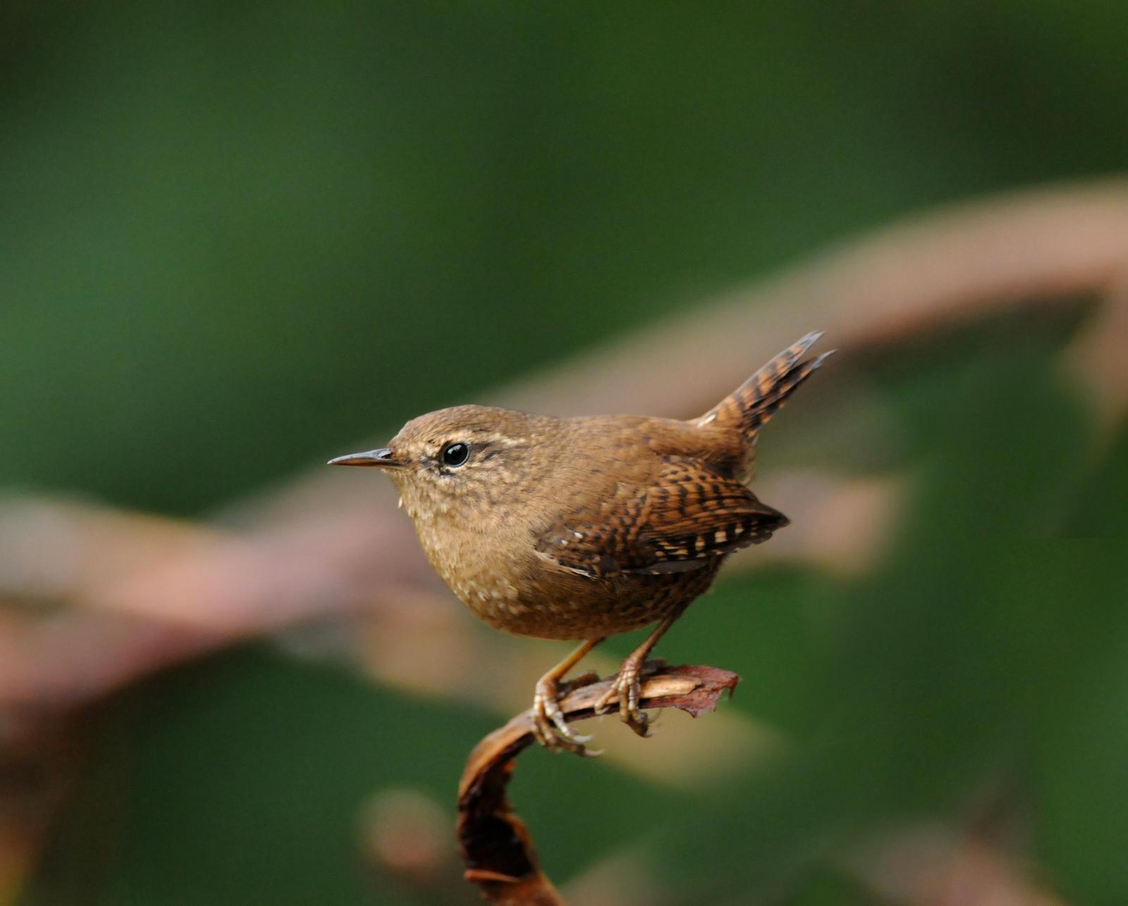 Pacific Wren (pacificus Group) Photo by Steven Mlodinow
