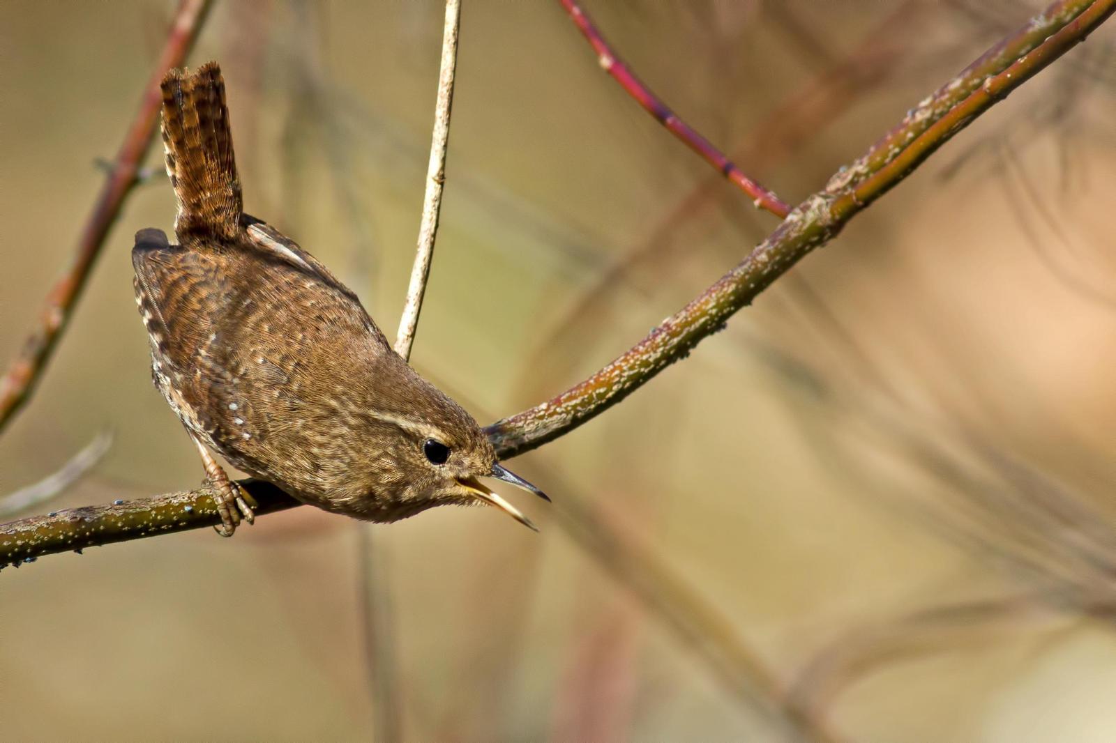 Winter Wren Photo by Rob Dickerson