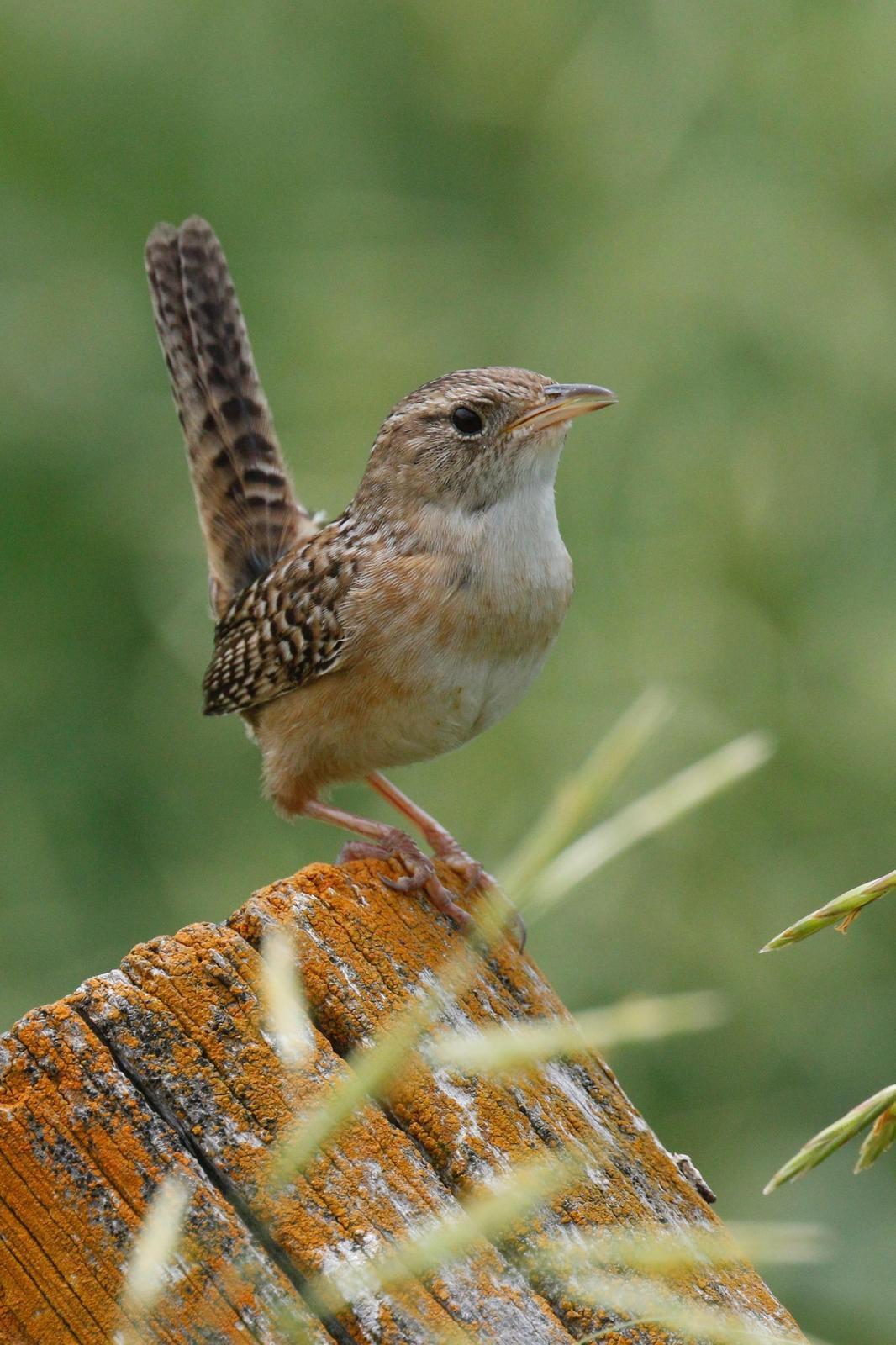 Sedge Wren Photo by Emily Willoughby