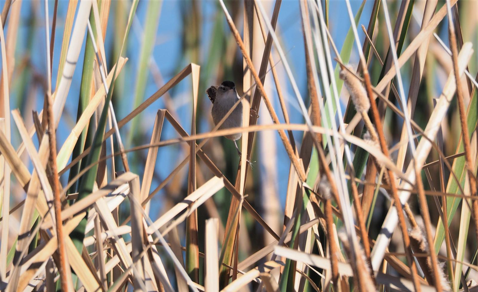 Marsh Wren Photo by Colin Hill
