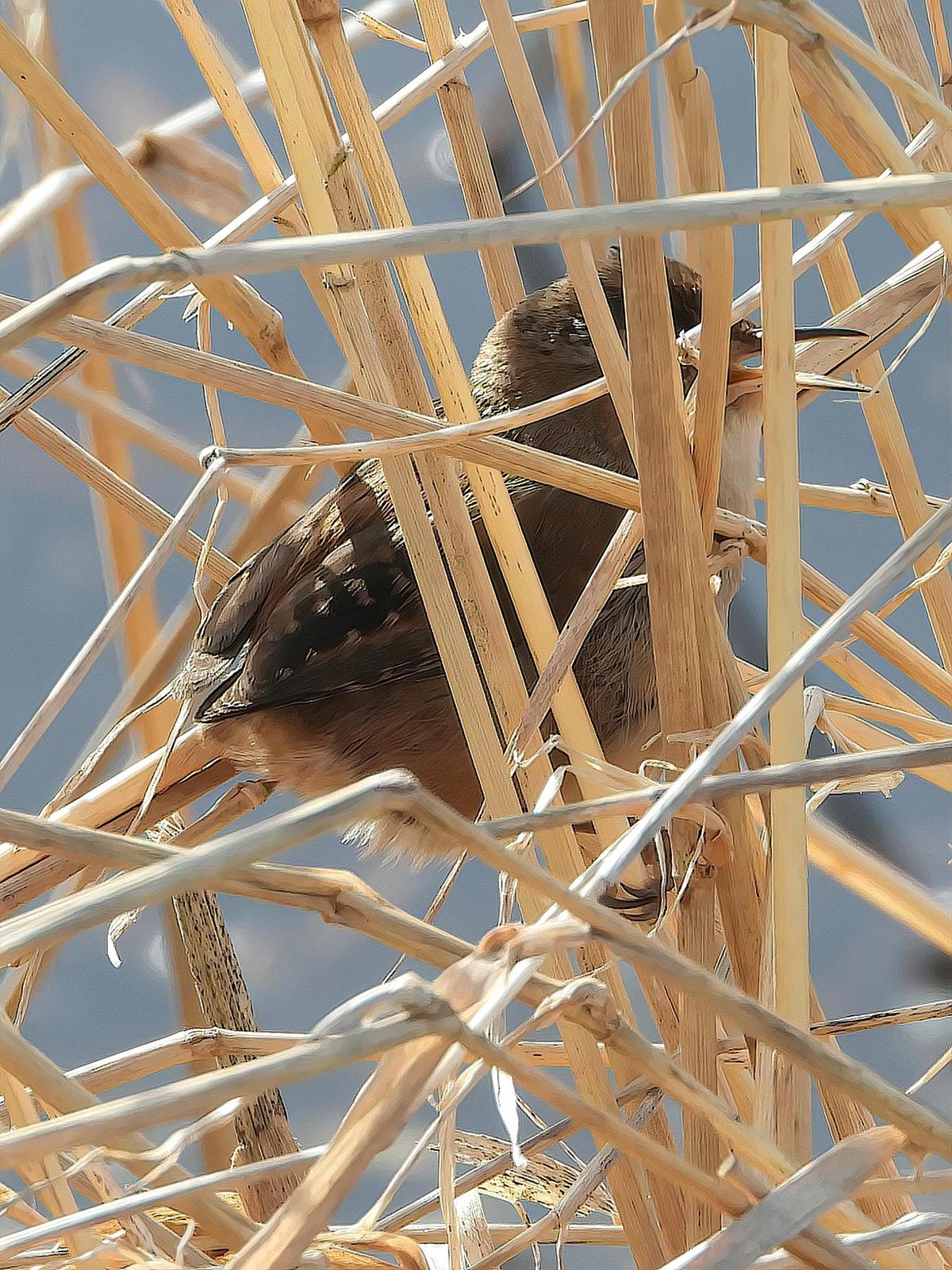Marsh Wren Photo by Dan Tallman