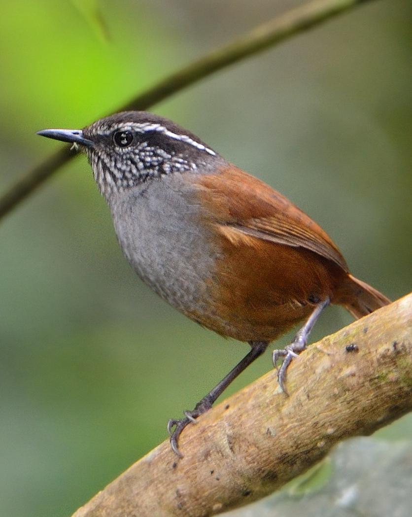 Gray-breasted Wood-Wren Photo by Laurence Pellegrini