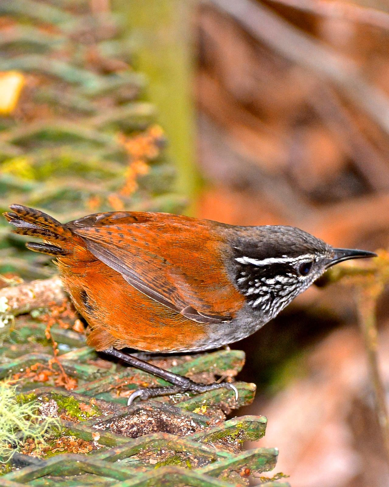 Gray-breasted Wood-Wren Photo by Gerald Friesen