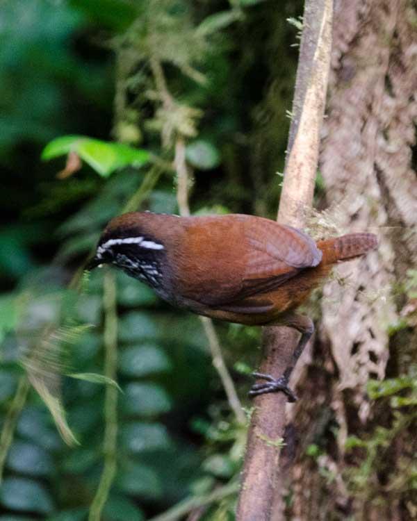 Gray-breasted Wood-Wren Photo by Bob Hasenick