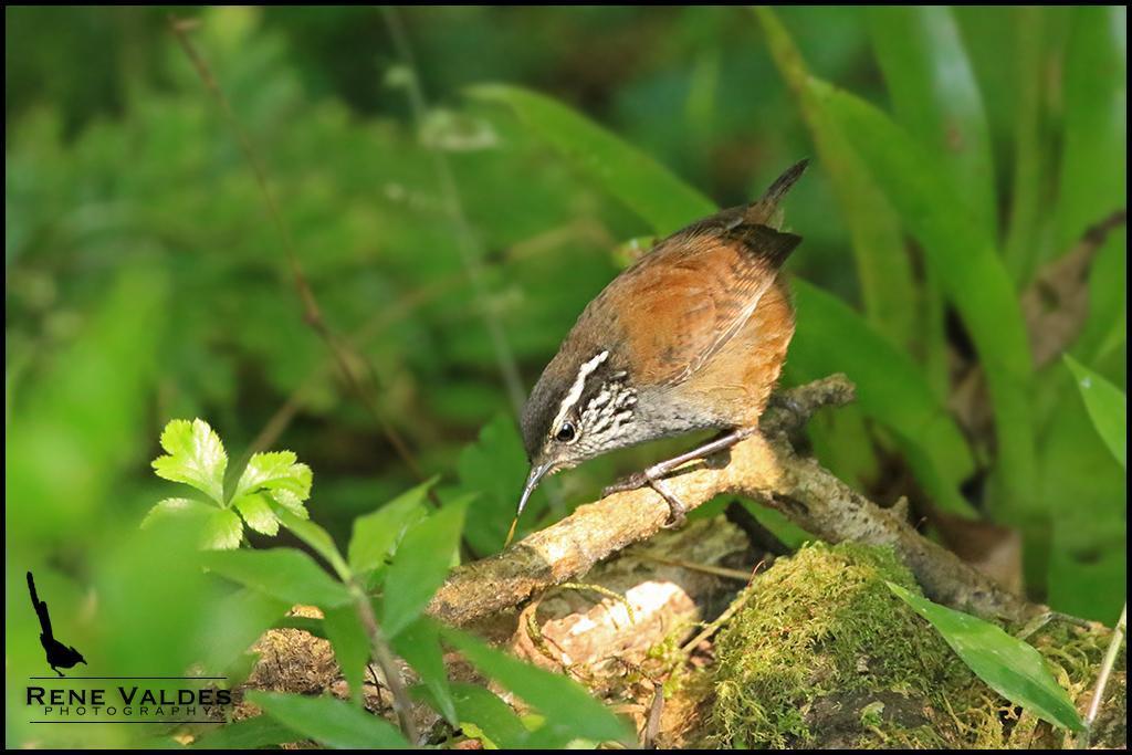 Gray-breasted Wood-Wren Photo by Rene Valdes