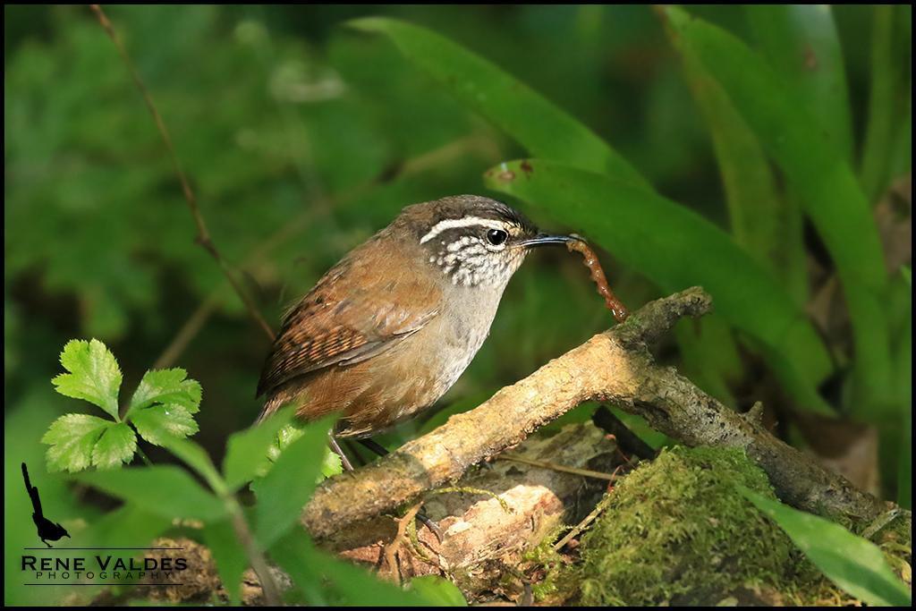 Gray-breasted Wood-Wren Photo by Rene Valdes