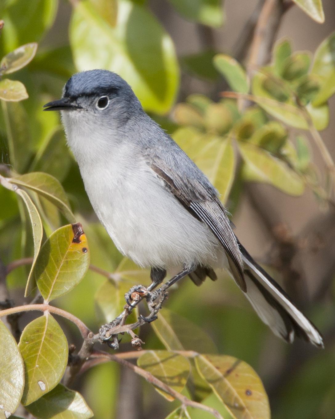 Blue-gray Gnatcatcher Photo by Jeff Moore