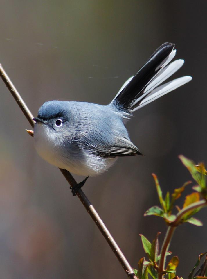 Blue-gray Gnatcatcher Photo by Emily Willoughby