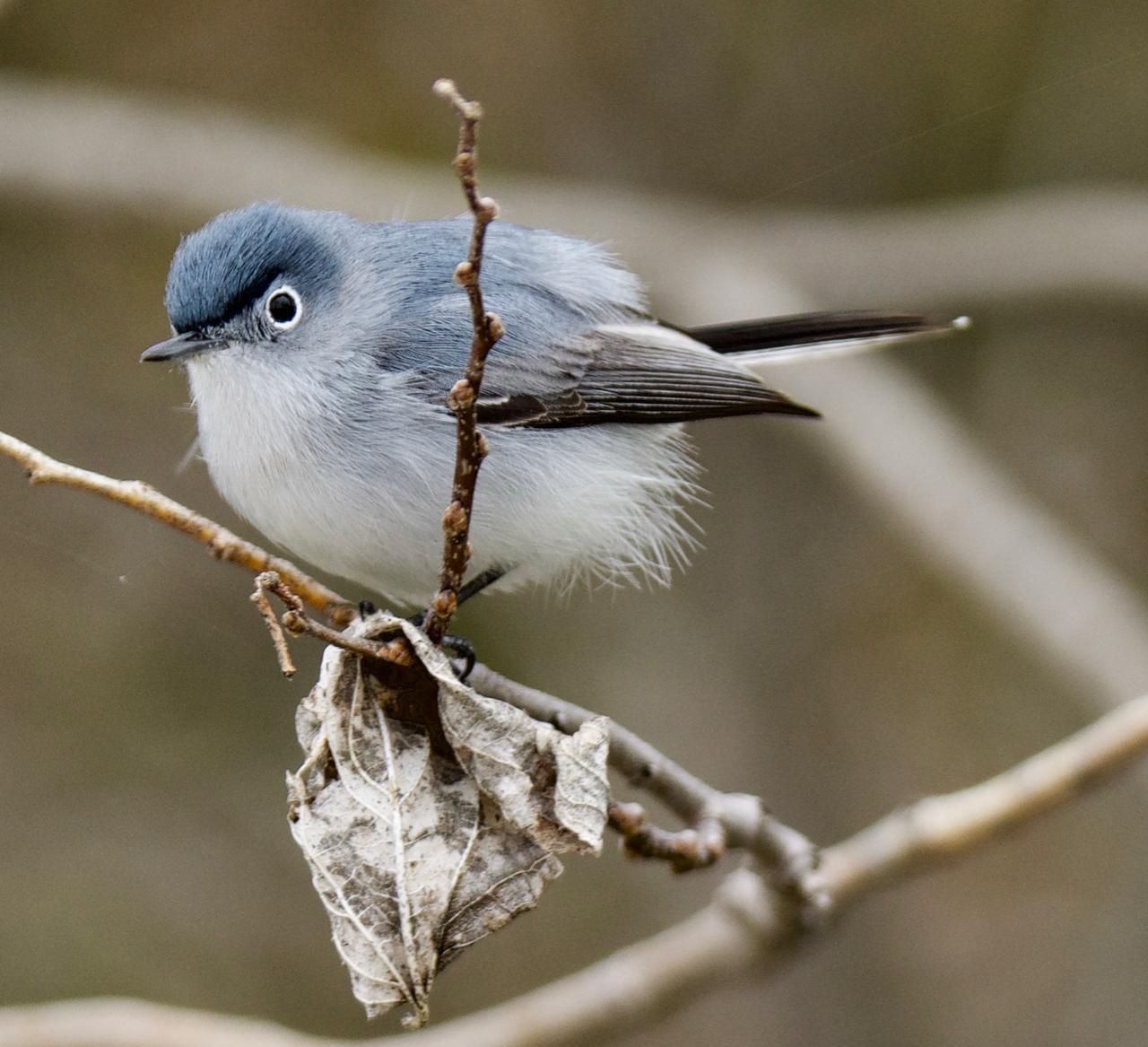 Blue-gray Gnatcatcher Photo by Brian Avent