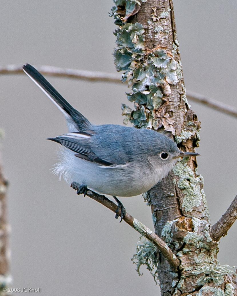 Blue-gray Gnatcatcher Photo by JC Knoll