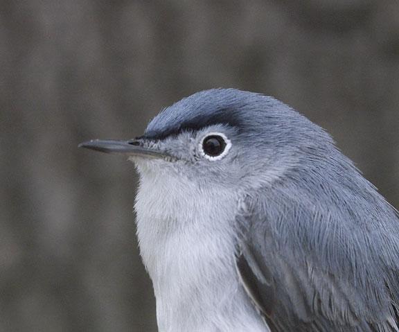 Blue-gray Gnatcatcher Photo by Dan Tallman