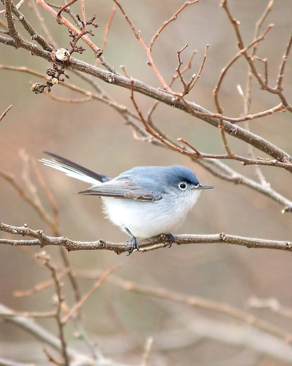 Blue-gray Gnatcatcher Photo by Denis Rivard