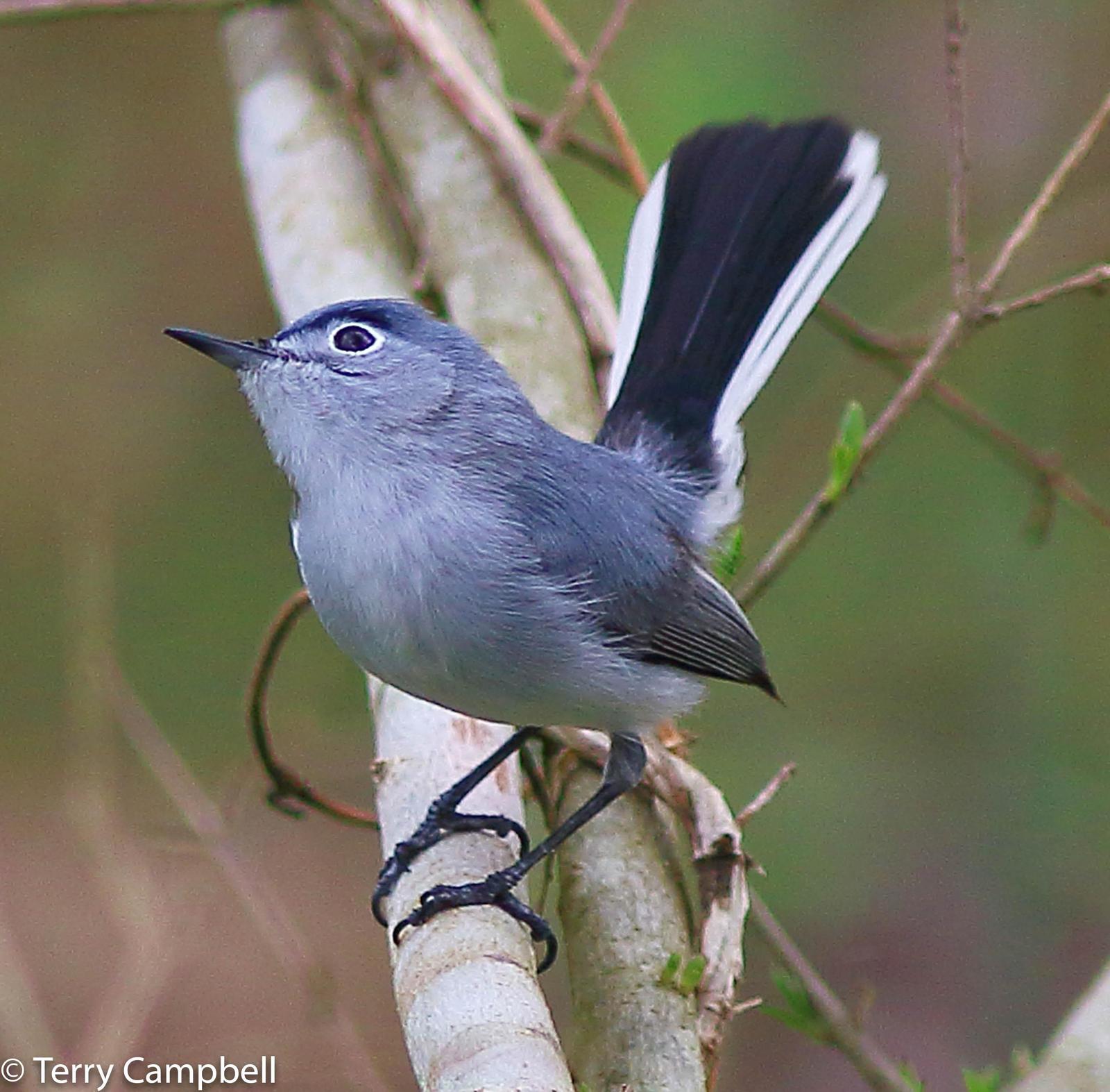 Blue-gray Gnatcatcher Photo by Terry Campbell