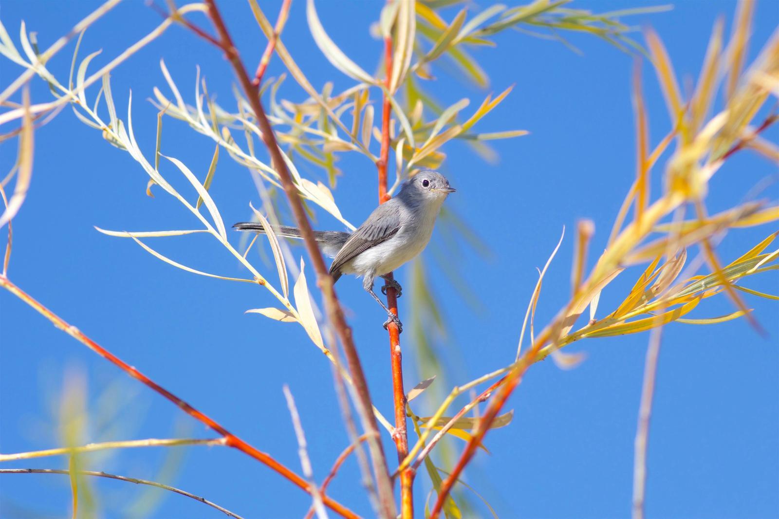 Blue-gray Gnatcatcher Photo by Kathryn Keith