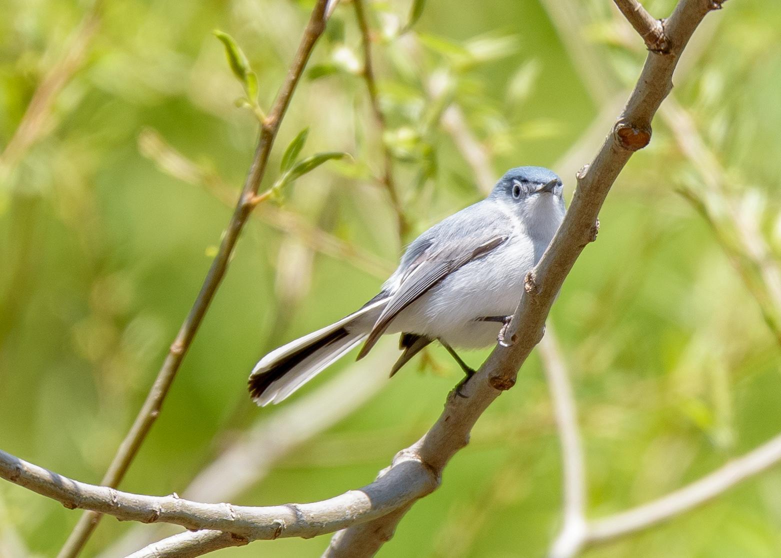Blue-gray Gnatcatcher Photo by Keshava Mysore