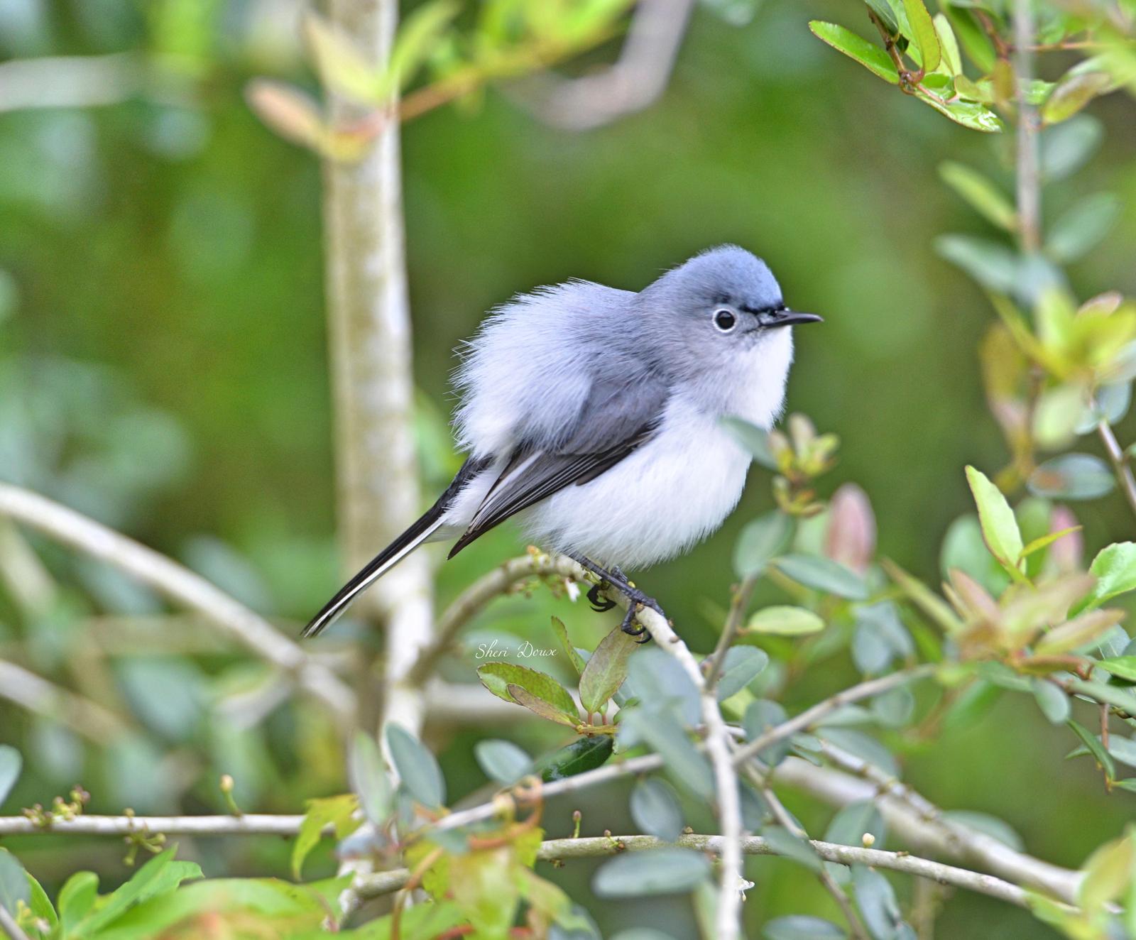 Blue-gray Gnatcatcher Photo by Sheri  Douse 