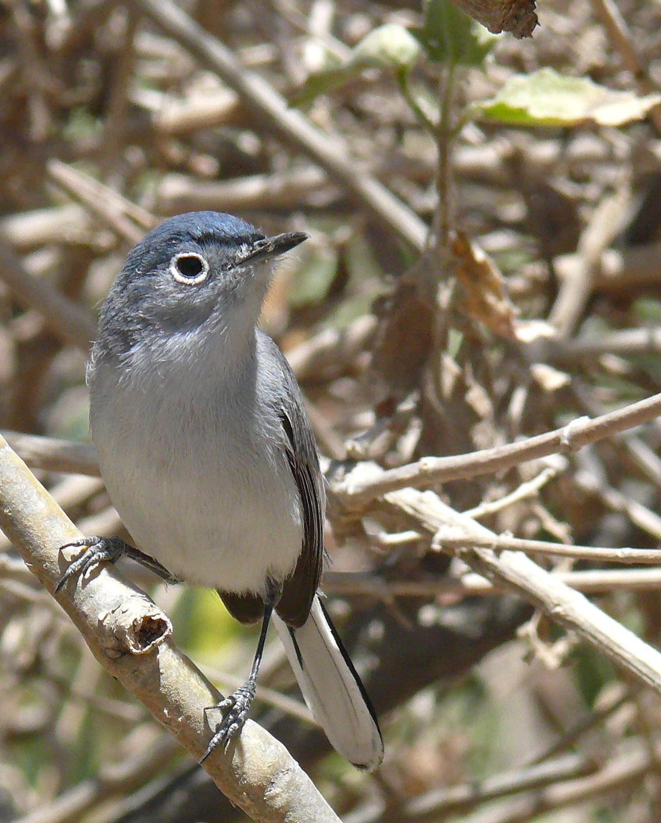 Blue-gray Gnatcatcher (obscura Group) Photo by Steven Mlodinow