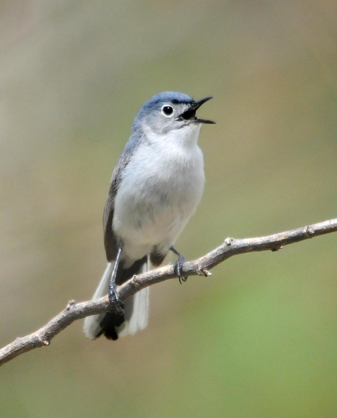 Blue-gray Gnatcatcher (obscura Group) Photo by Steven Mlodinow