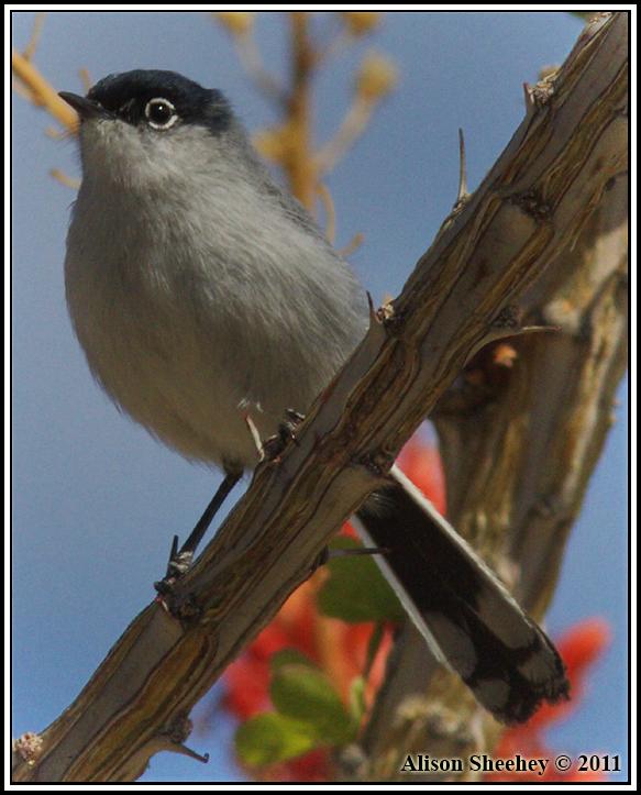Black-tailed Gnatcatcher Photo by Alison Sheehey